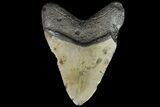 Bargain, Megalodon Tooth - North Carolina #88655-1